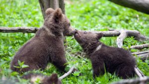 bearagain-footer-bear-cubs-playing