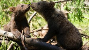 bearagain-contact-bear-cubs