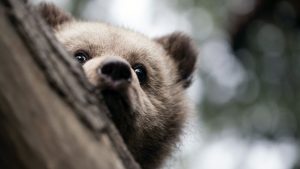 bearagain-gallery-bear-cub-tree