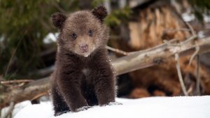 bearagain-get-involved-bear-cub-winter-snow