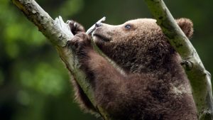 bearagain-homepage-bear-cub-climbing-tree