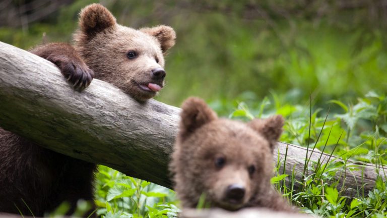 bearagain-homepage-bear-cubs