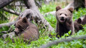 bearagain-homepage-bear-cubs-siesta