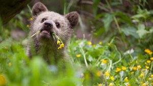 bearagain-visit-us-bear-cub-flowers